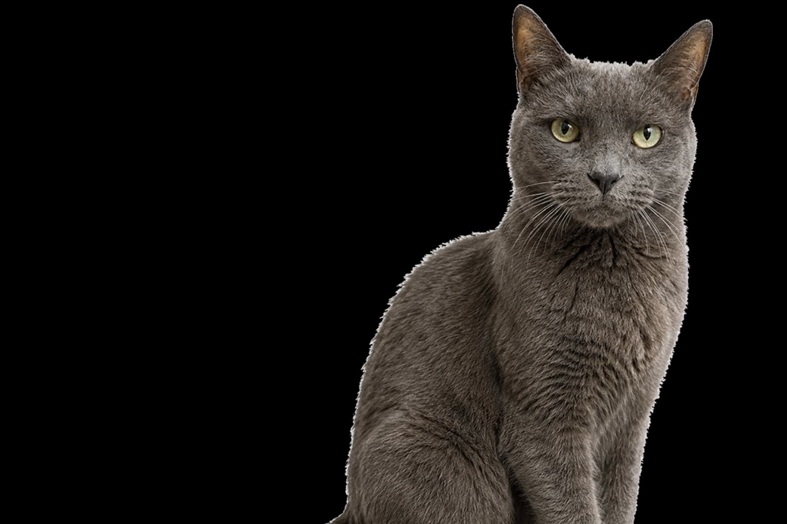 A friendly animal at the Friends of Cats sanctuary