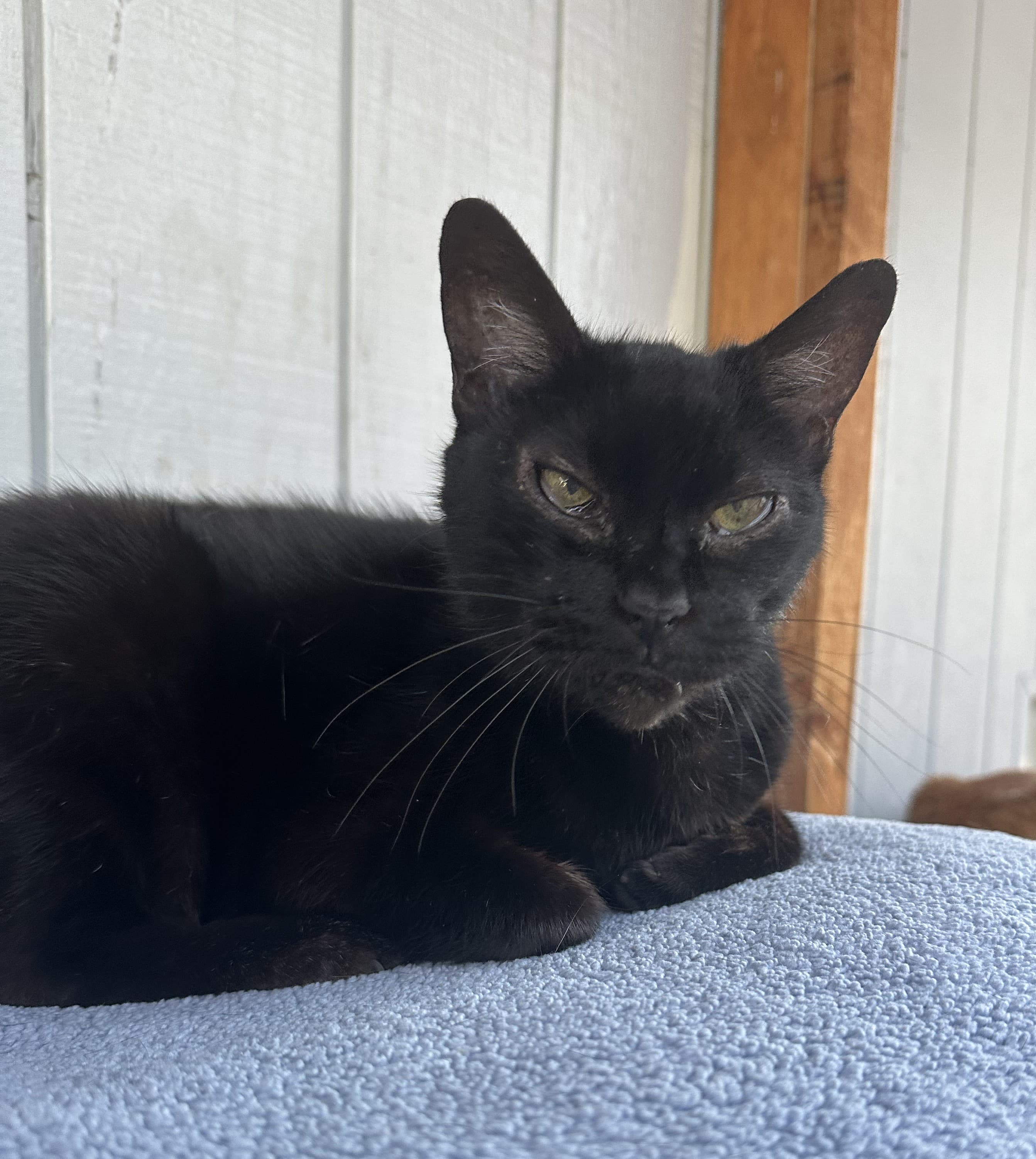 Daisy, sanctuary resident